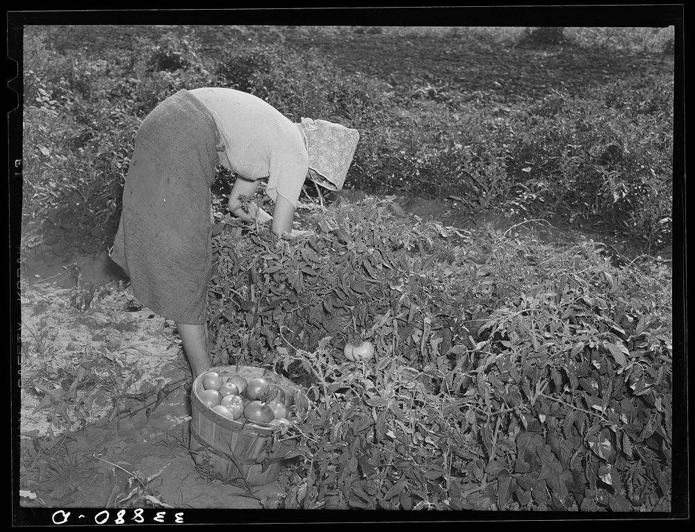 Daughter of tenant farmer living near Muskogee, Oklahoma, picking tomatoes. Refer to general caption number 20 by Russell Lee