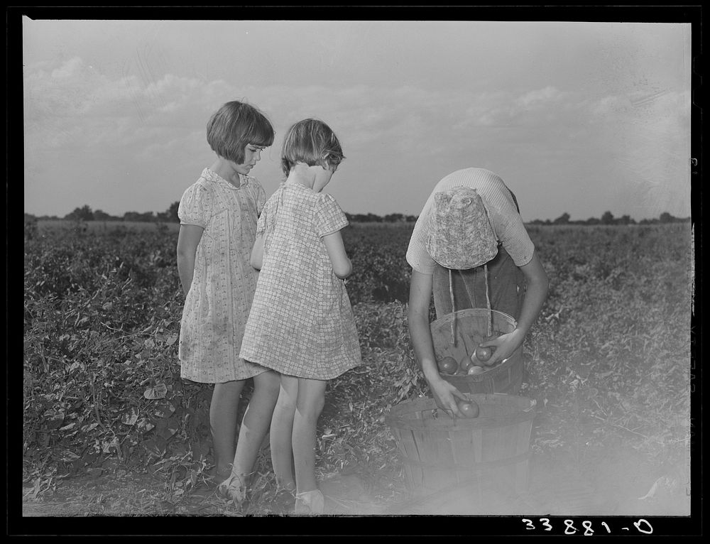 [Untitled photo, possibly related to: Daughter of tenant farmer living near Muskogee, Oklahoma, picking tomatoes. Refer to…