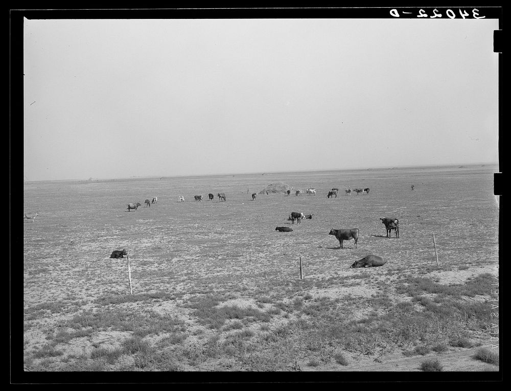 Cattle grazing in pasture probably overgrazed near Oakley, Kansas by Russell Lee