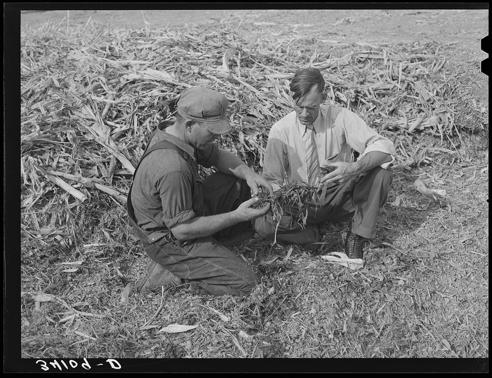 FSA (Farm Security Administration) supervisor and farmer-client examining quality of silage from trench silo. Sheridan…