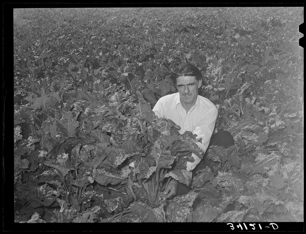 Ernest W. Kirk Jr., FSA (Farm Security Administration) client, squatting in a field of sugar beets which he is raising on…