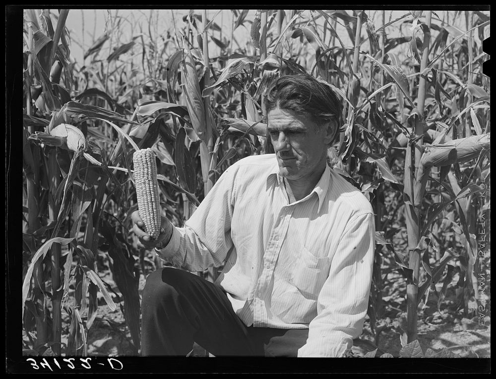Ernest W. Kirk Jr., FSA (Farm Security Administration) client, with ear of corn which he raised on his farm near Ordway…