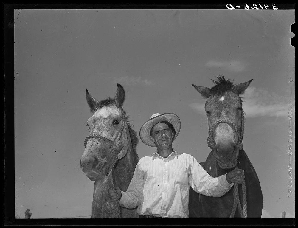 Ernest W. Kirk Jr., with team of mules which was bought with FSA (Farm Security Administration) loan. Near Ordway, Colorado…