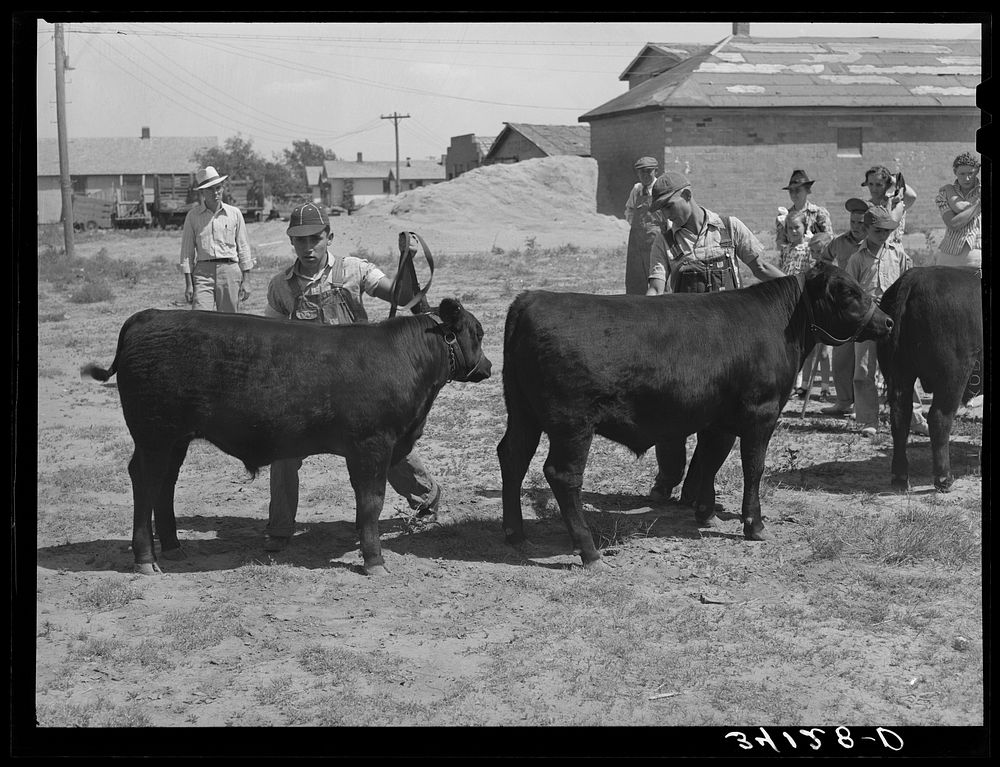 Yearling bulls being displayed at 4-H fair. Sublette, Kansas by Russell Lee