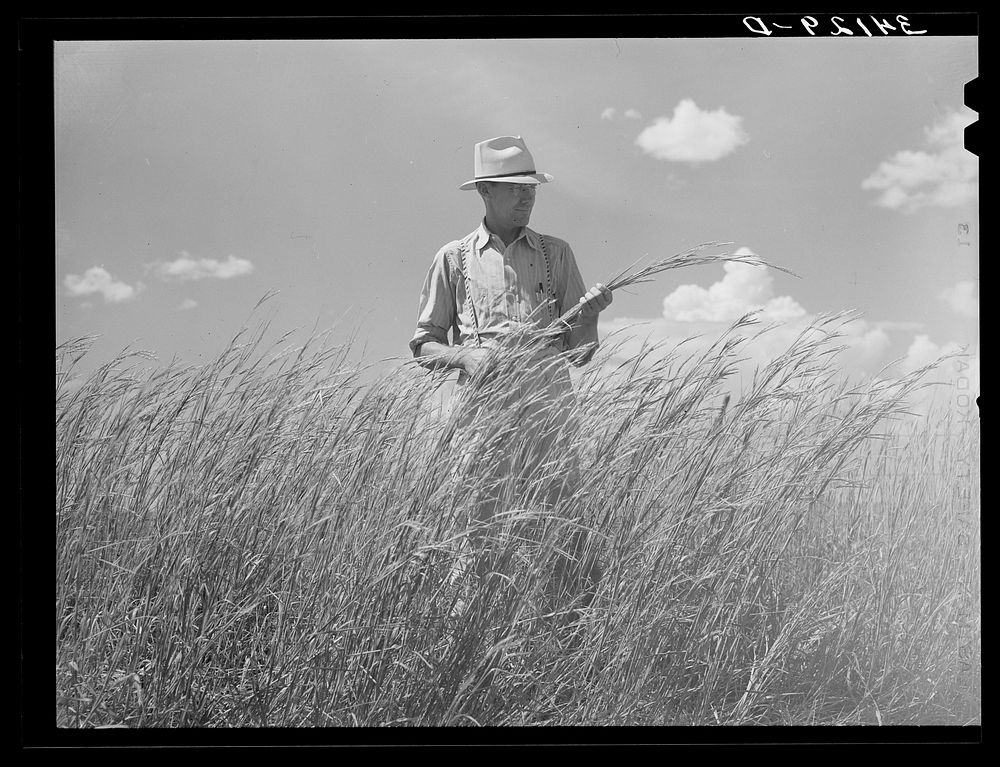 FSA (Farm Security Administration) supervisor, Baca County, Colorado, standing amidst some of the grass which was native to…