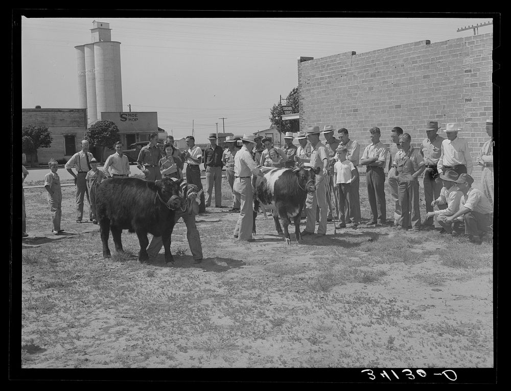 Judging cattle. 4-H fair, Sublette, Kansas by Russell Lee