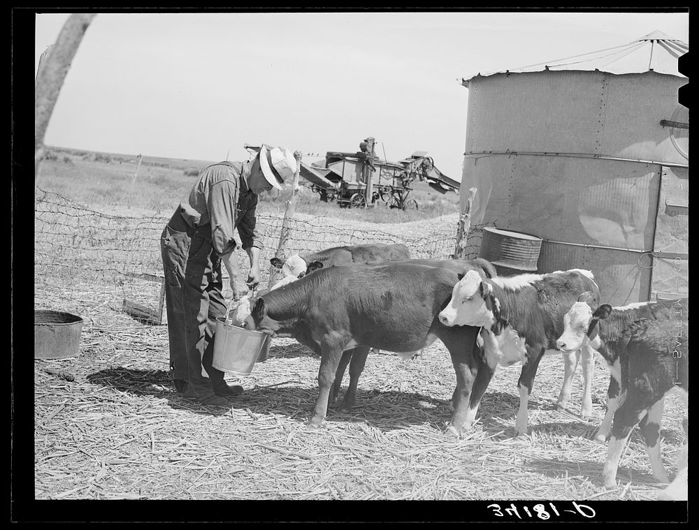 [Untitled photo, possibly related to: Mr. Bosley of reorganization unit, Baca County, Colorado, feeding calves. Livestock…