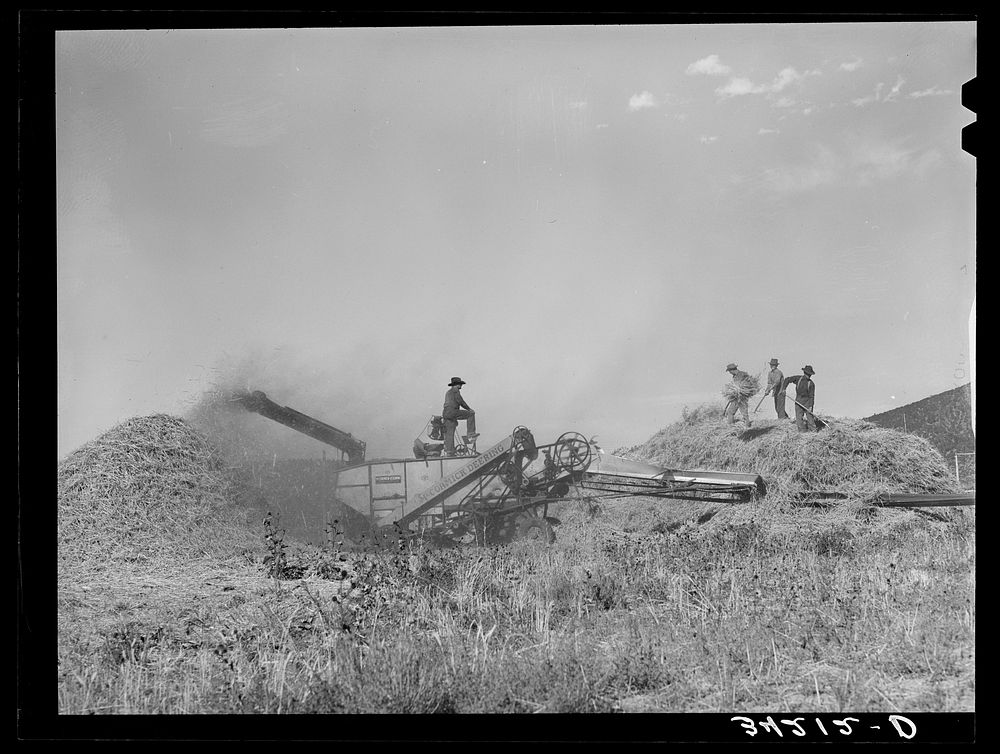 Threshing wheat near Questa, New Mexico by Russell Lee