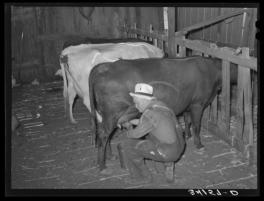 Mr. Bosley milking his dual-purpose cows on his farm. Baca County, Colorado by Russell Lee