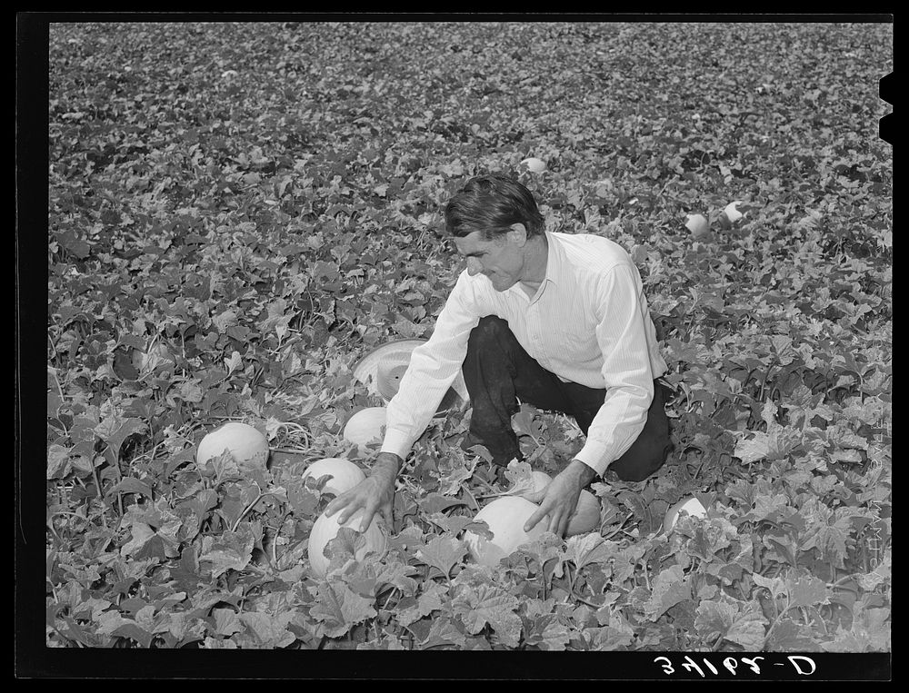 Ernest W. Kirk Jr., FSA (Farm Security Administration) client, examining his honeydew melons grown on his farm at Ordway…