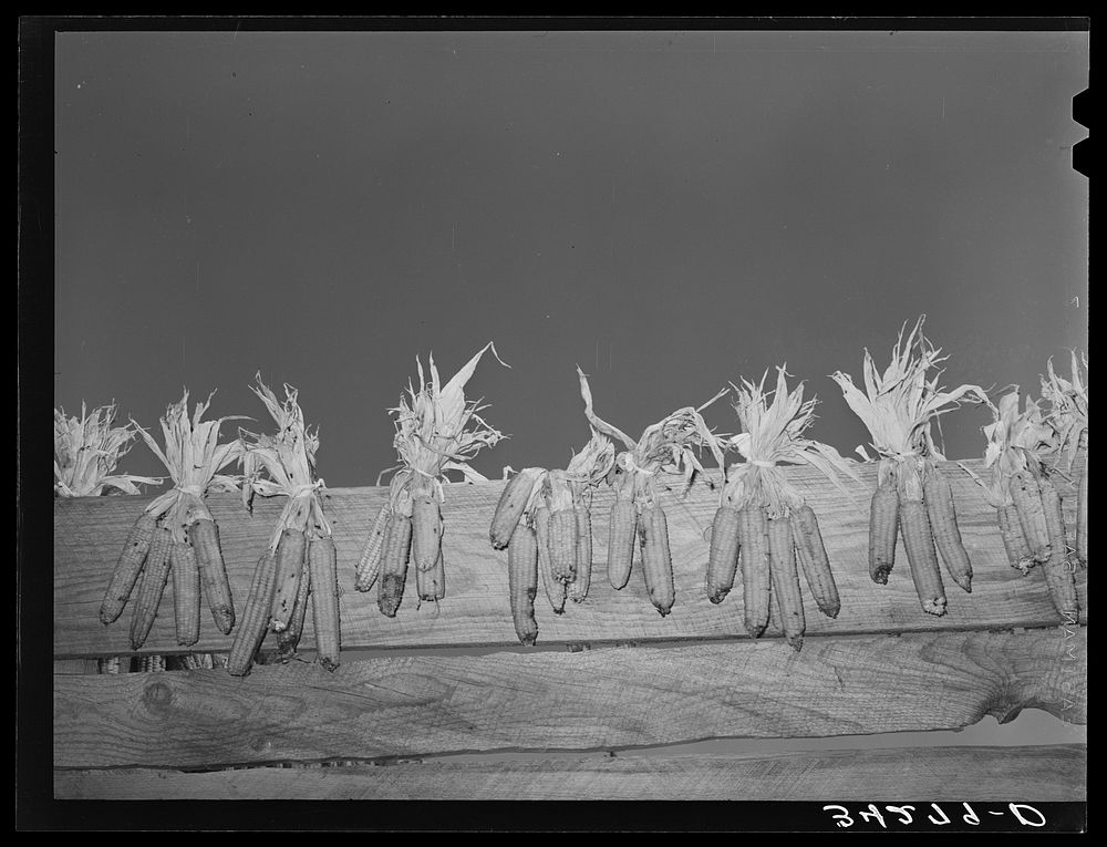 Corn drying on board fence. Spanish-American farm near Taos, New Mexico by Russell Lee