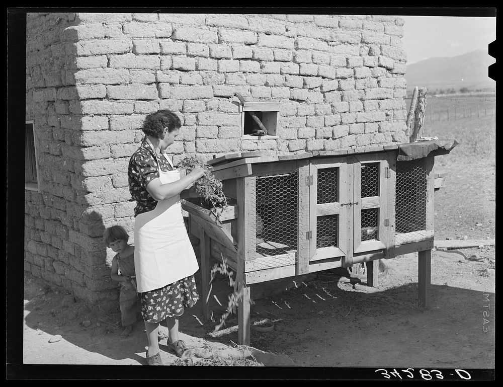 Spanish-American FSA (Farm Security Administration) client feeding her rabbits near Taos, New Mexico by Russell Lee