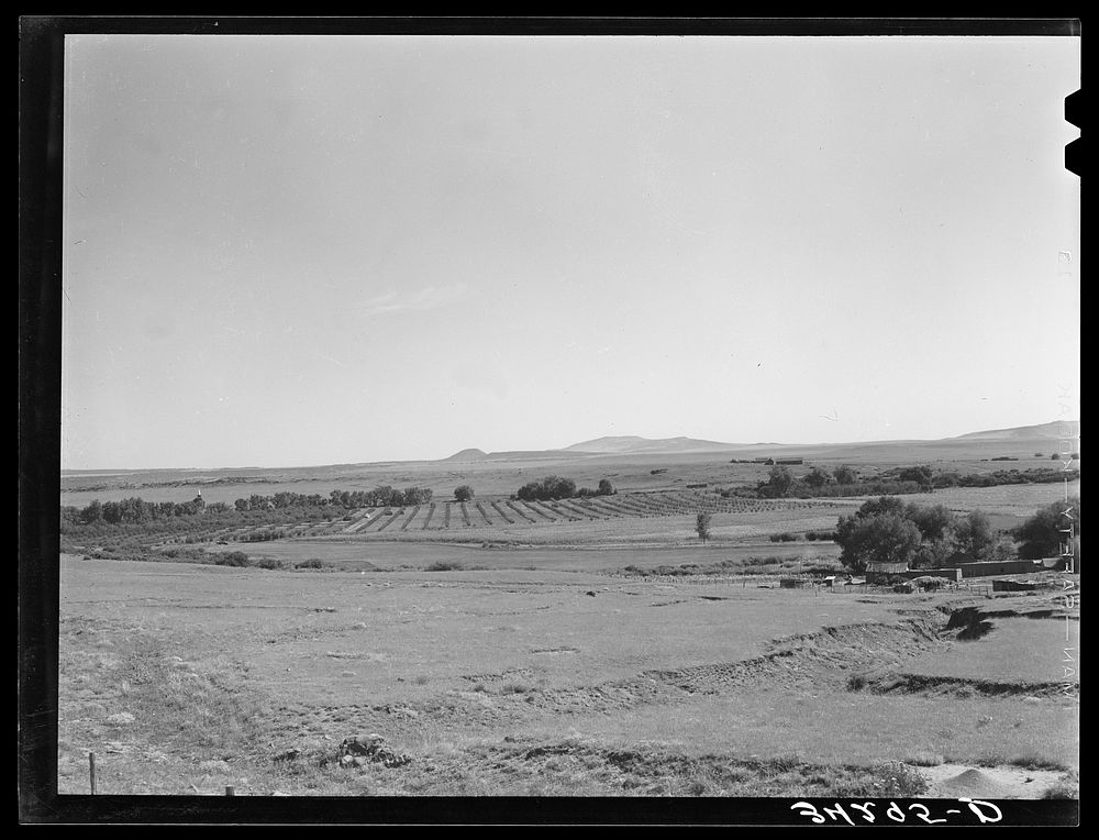 [Untitled photo, possibly related to: Orchard in Mora River Valley near Mora, New Mexico] by Russell Lee