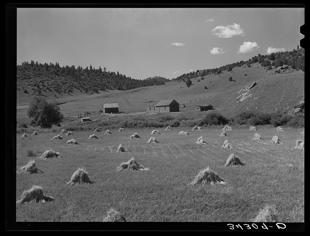 Wheat field on Spanish-American farm near Holman, New Mexico by Russell Lee