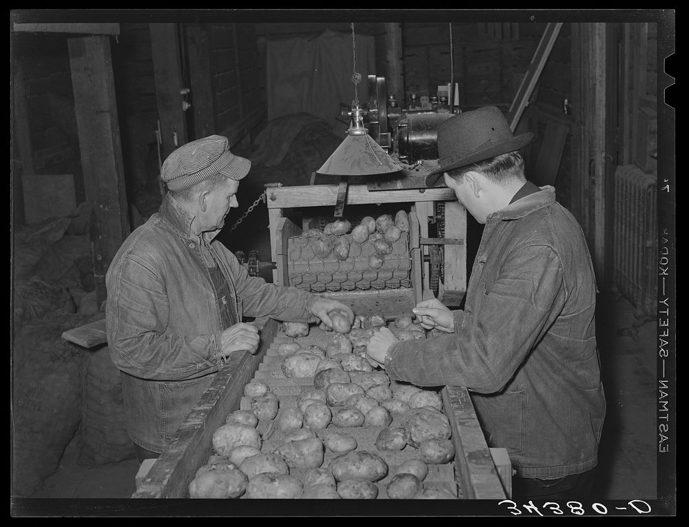 Grading potatoes in cooperative association. Bradford, Vermont by Russell Lee