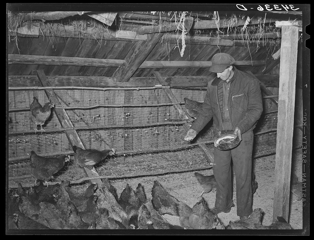 FSA (Farm Security Administration) client feeding his chickens on farm near Bradford, Vermont. Orange County by Russell Lee