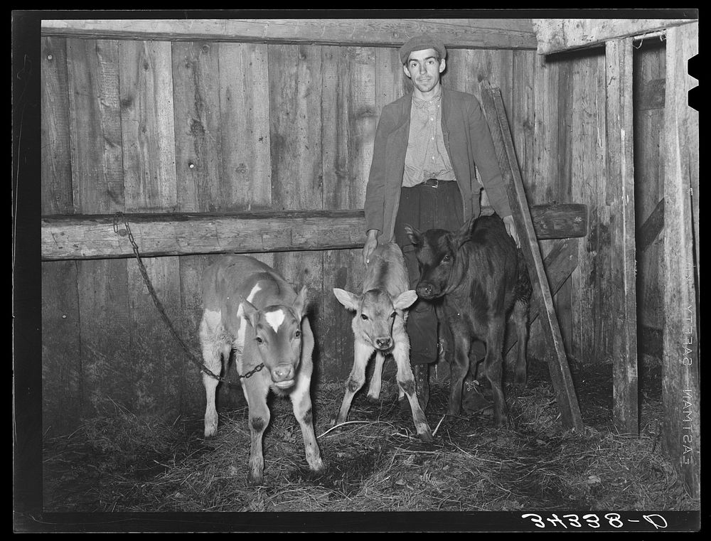FSA (Farm Security Administration) client with his three calves on farm near Bradford, Vermont. Orange County by Russell Lee