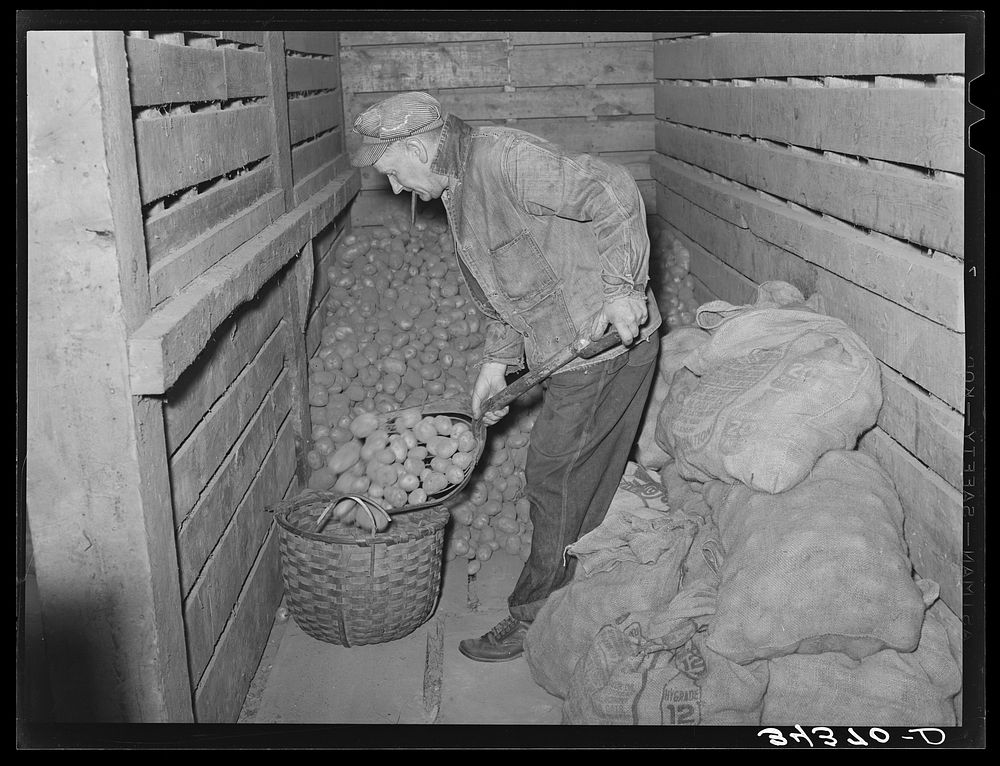 [Untitled photo, possibly related to: Weighing seed potatoes at cooperative's association. Bradford, Vermont, Orange County]…