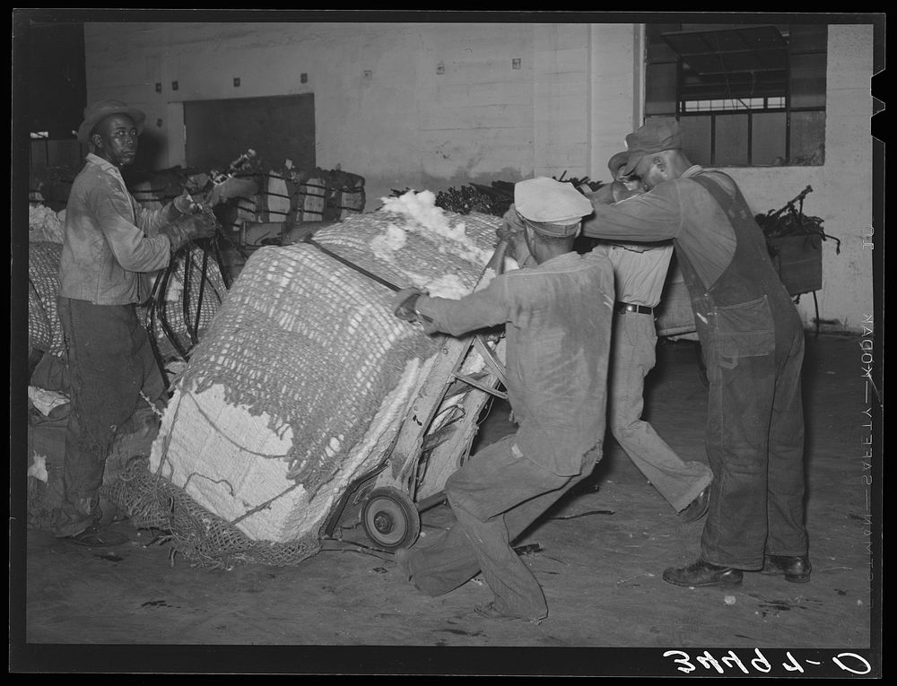Action in loading a bale of cotton onto truck for transporting to compress. Houston, Texas by Russell Lee