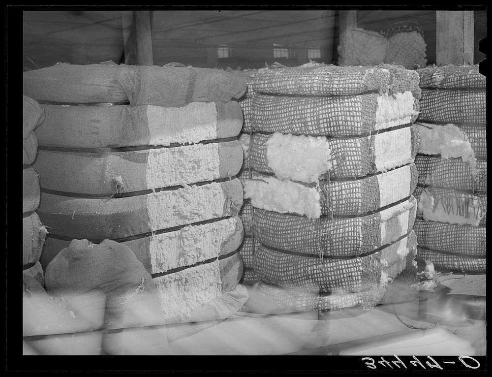 Bale of cotton linters and bale of middling cotton side by side in waarehouse. The bale of linter, on the side, left, is the…