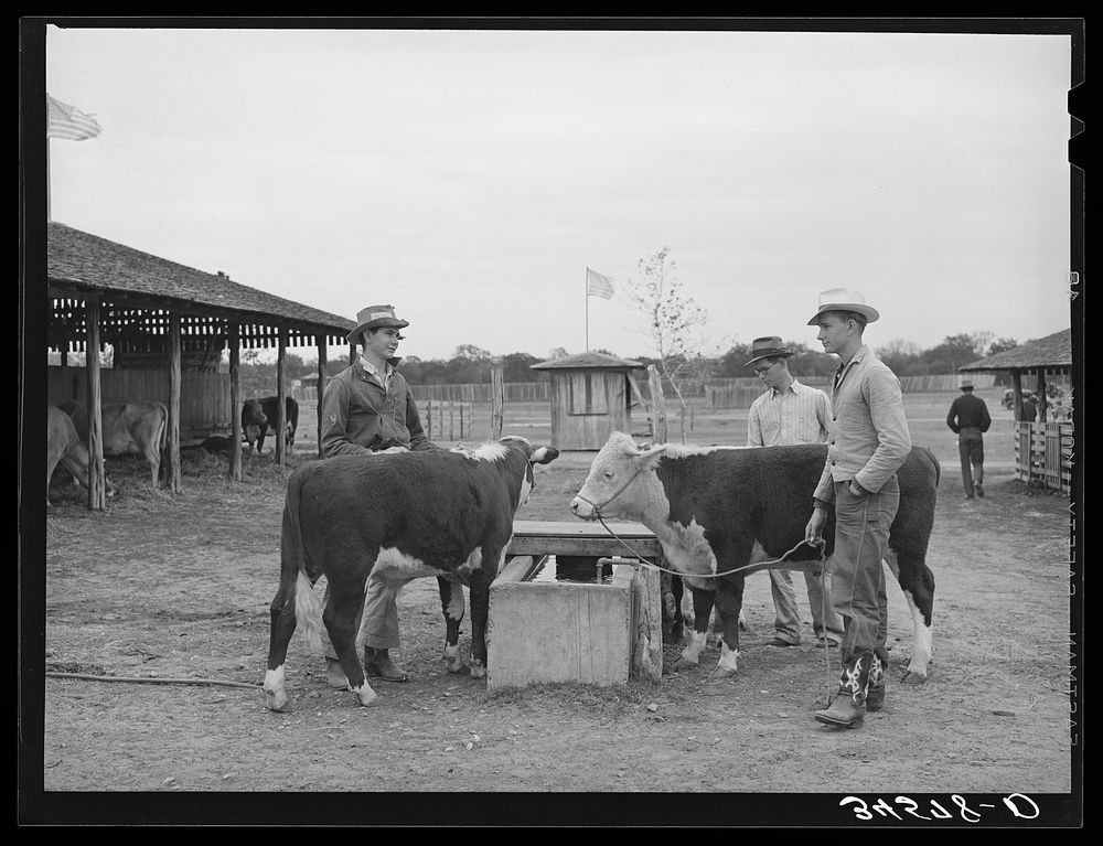 4-H boys with their steers at Gonzales County Fair. Gonzales, Texas by Russell Lee