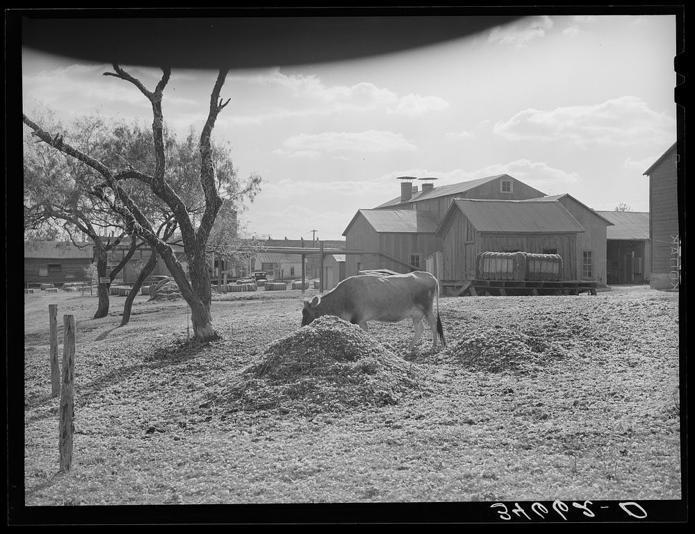 Cotton gin yard with cow eating cotton seed hulls. West, Texas by Russell Lee