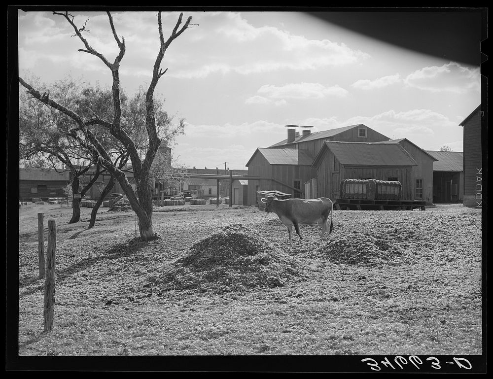 [Untitled photo, possibly related to: Cotton gin yard with cow eating cotton seed hulls. West, Texas] by Russell Lee