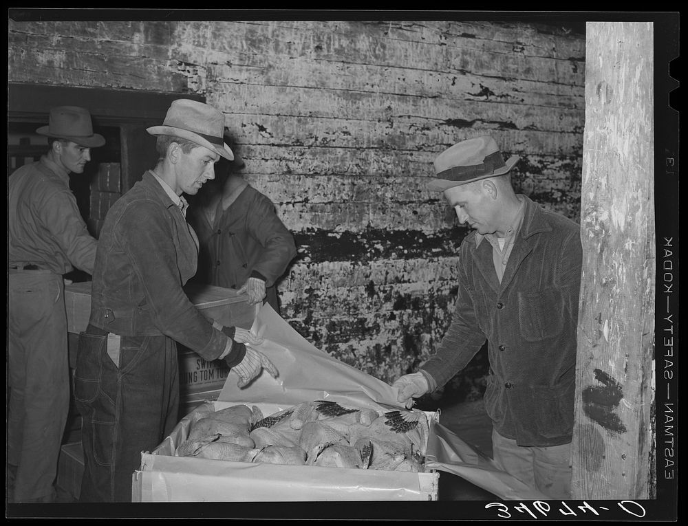 Packing turkeys into boxes at cold storage plant. Brownwood, Texas. Brownwood is one of the largest shipping plants for…