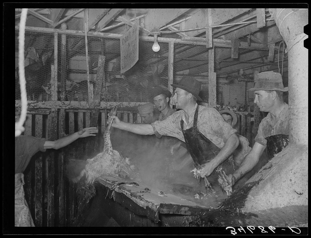 Handing scalded turkey to picker. Cooperative poultry house, Brownwood, Texas by Russell Lee