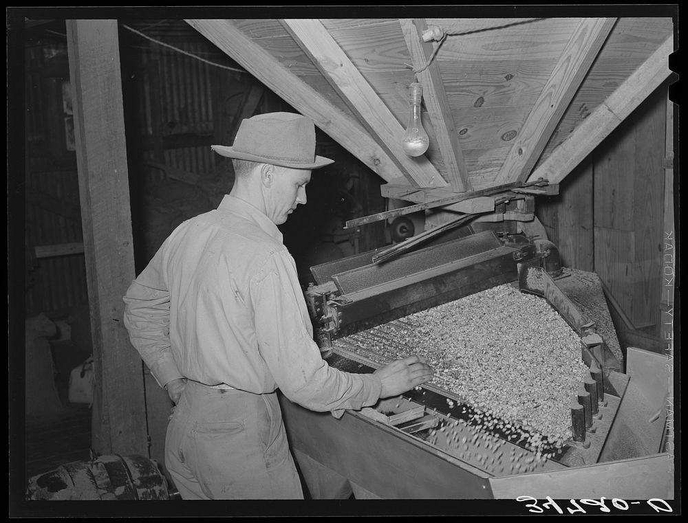 Peanut grader. Peanut-shelling plant. Comanche, Texas by Russell Lee