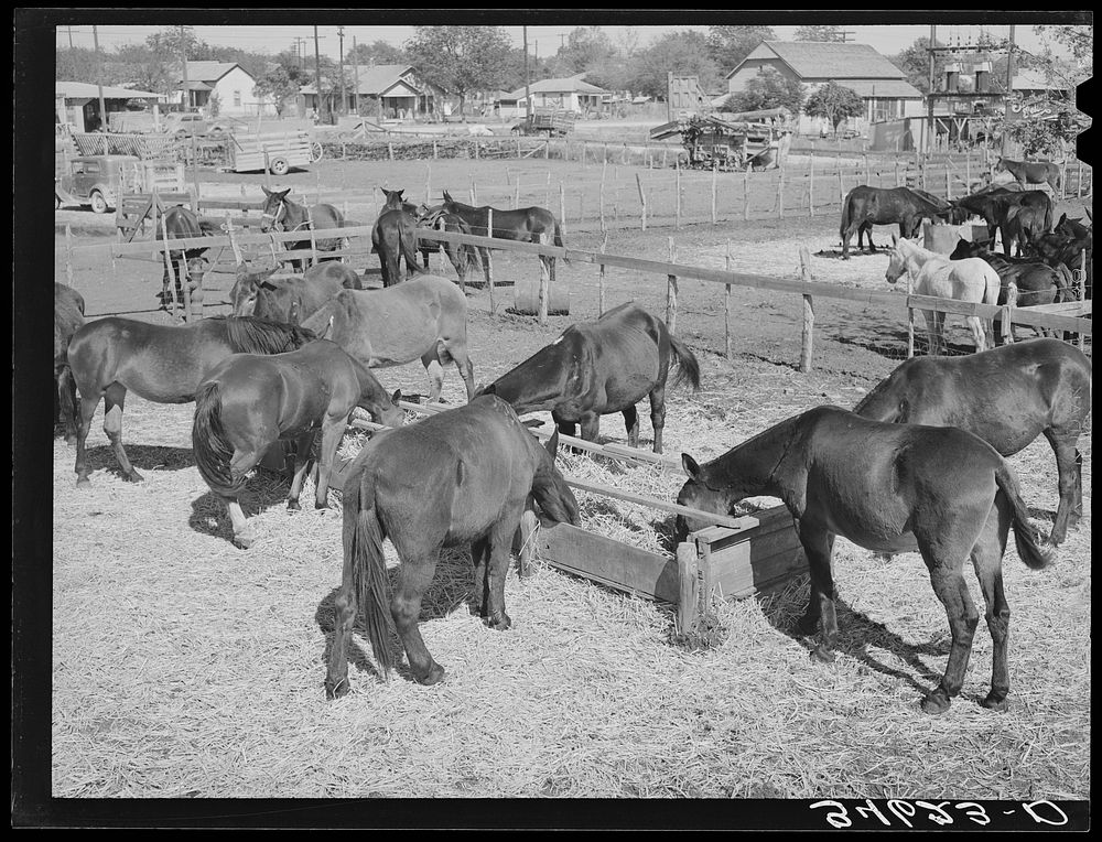 Mules feeding in sale lot. Taylor, Texas by Russell Lee