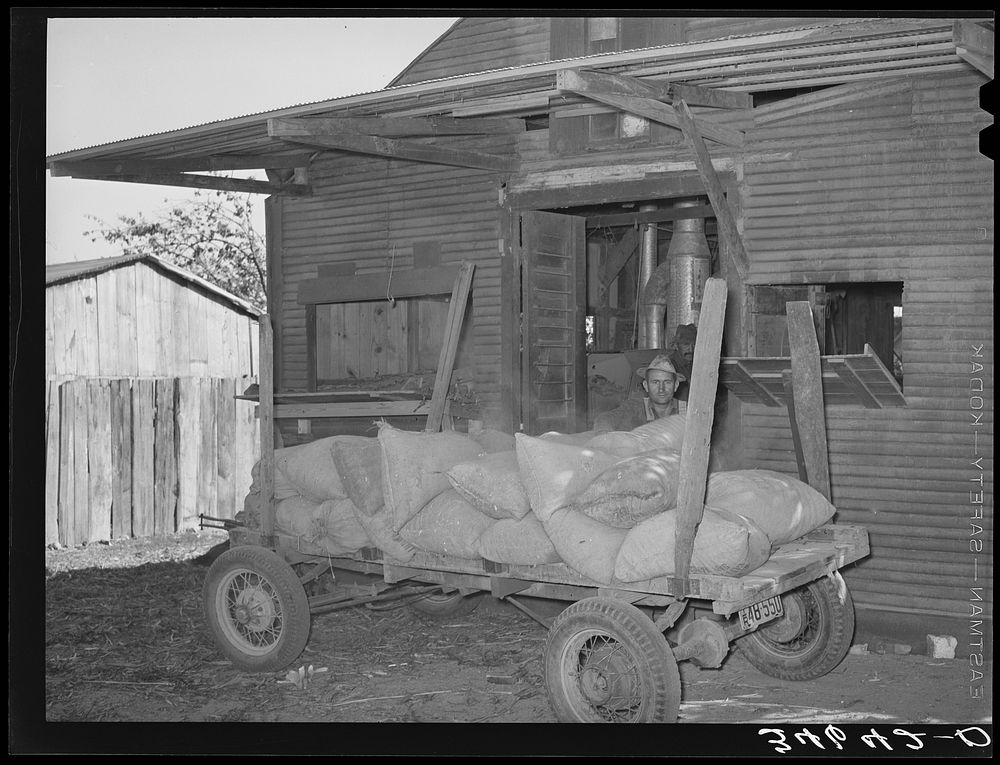 [Untitled photo, possibly related to: Farmer unloading a trailer of corn at feed mill. Taylor, Texas] by Russell Lee