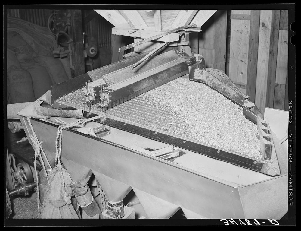 [Untitled photo, possibly related to: Peanut grader. Peanut-shelling plant. Comanche, Texas] by Russell Lee