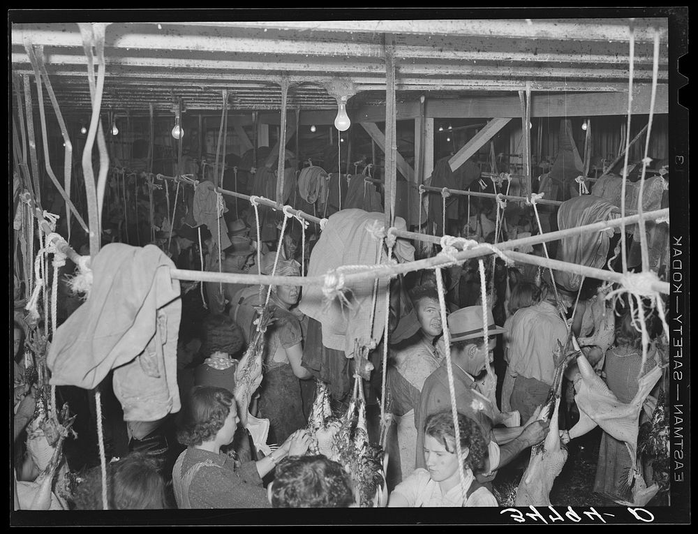 [Untitled photo, possibly related to: Picking turkeys at cooperative poultry house. Brownwood, Texas] by Russell Lee