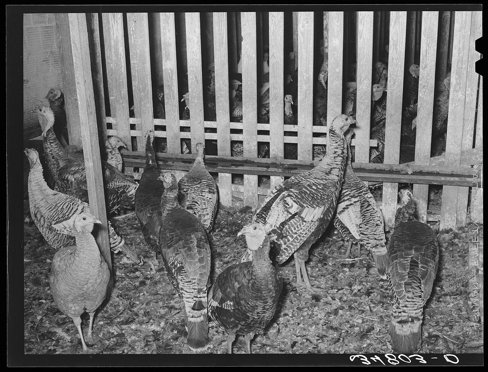 Turkeys in pen at cooperative poultry plant. Brownwood, Texas by Russell Lee