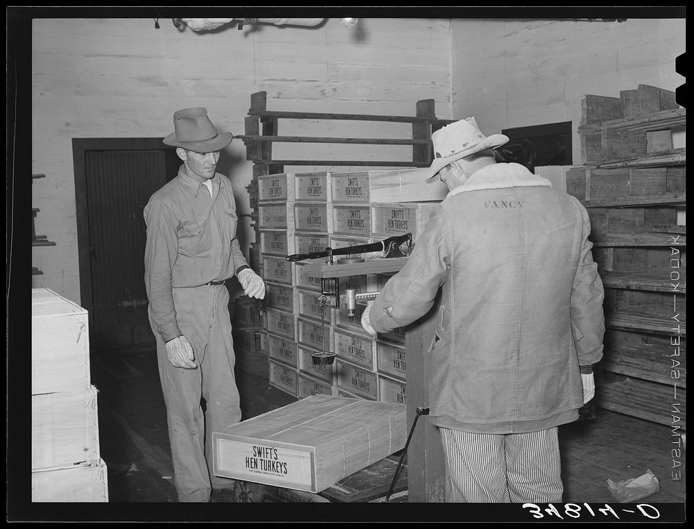 Weighing box of turkeys to be loaded into freight car at cold storage plant. Brownwood, Texas. Sheepskin coat is necessary…