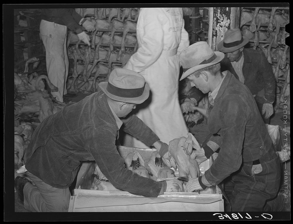 Packing picked turkeys in boxes at cold storage plant. Brownwood, Texas by Russell Lee