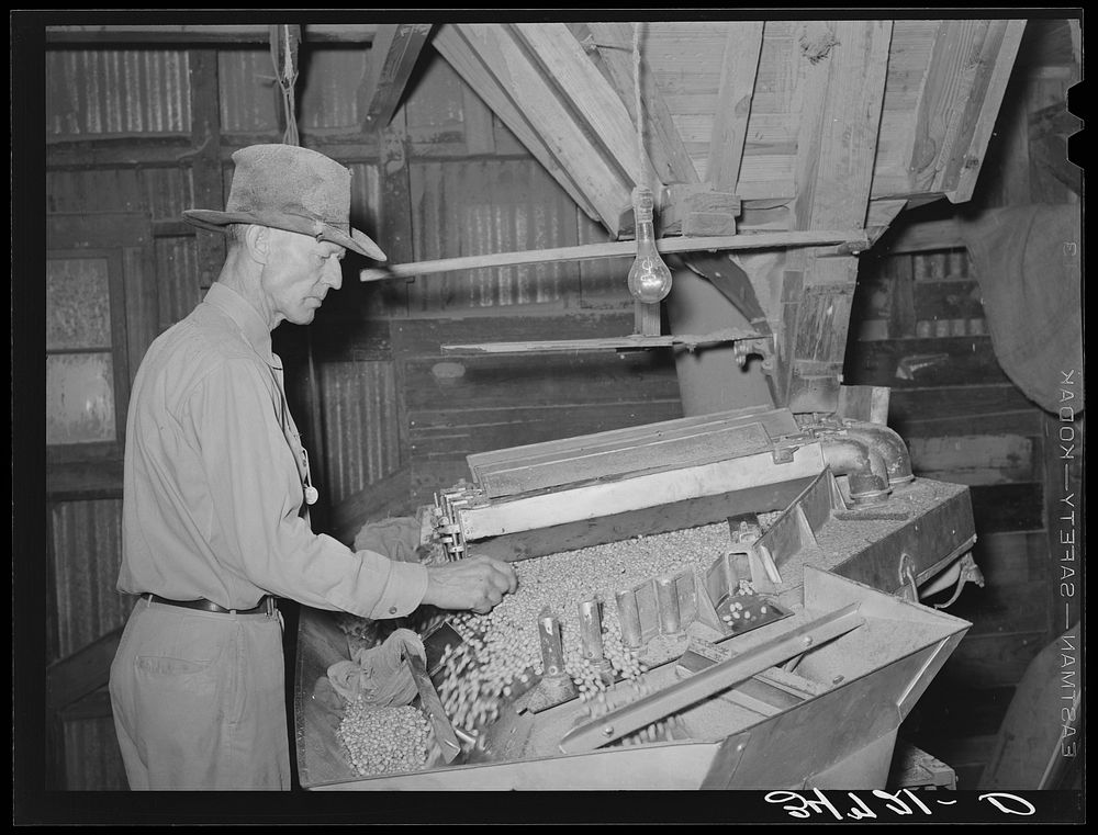 [Untitled photo, possibly related to: Peanut grader. Peanut-shelling plant. Comanche, Texas] by Russell Lee