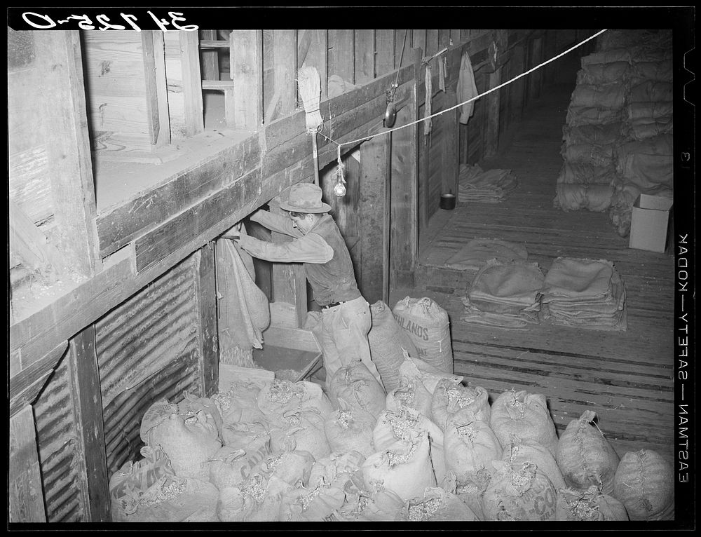 Dumping peanuts into conveyor hopper. Peanut-shelling plant. Comanche, Texas by Russell Lee