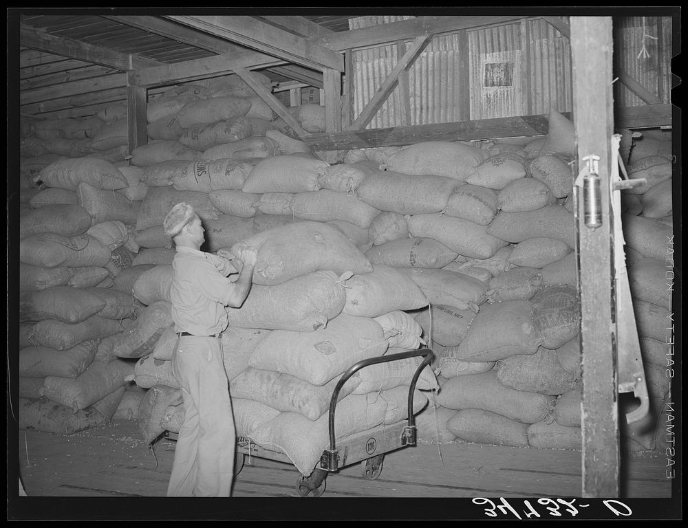 [Untitled photo, possibly related to: Loading truck with peanut shell feed. Peanut-shelling plant. Comanche, Texas] by…