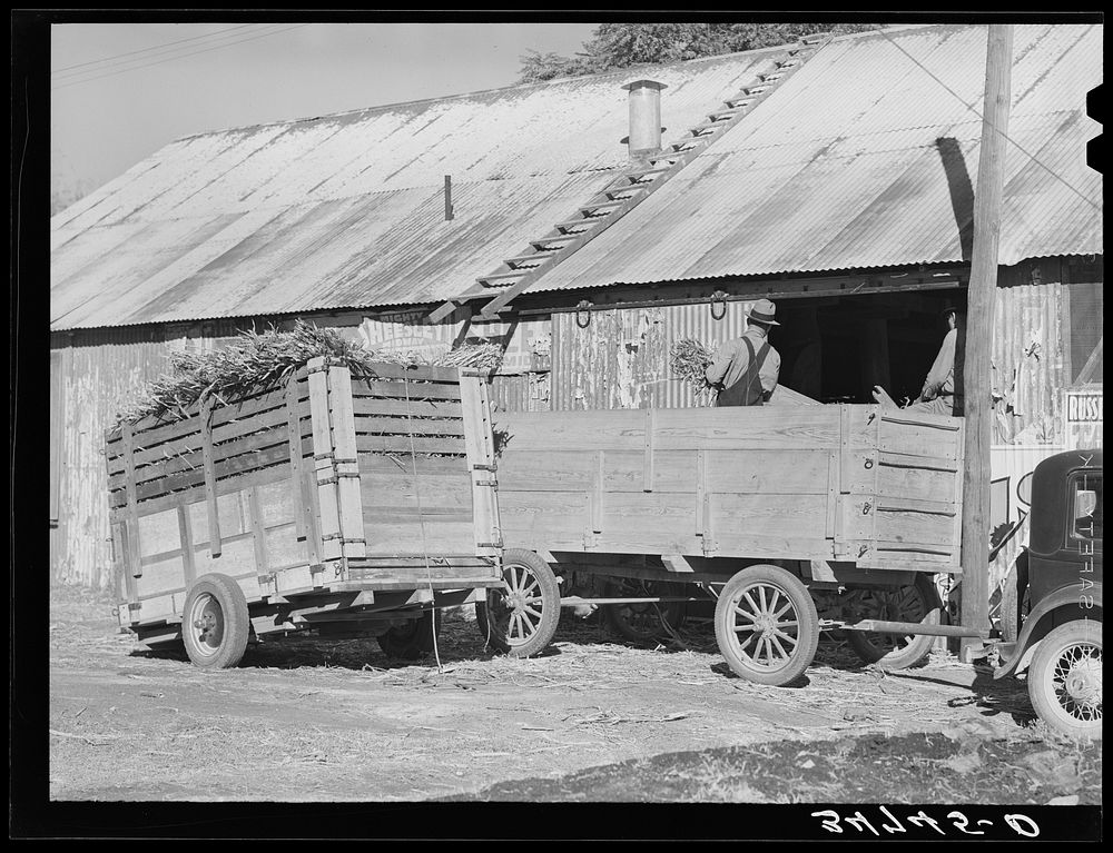 Unloading corn stover to be Free Photo rawpixel