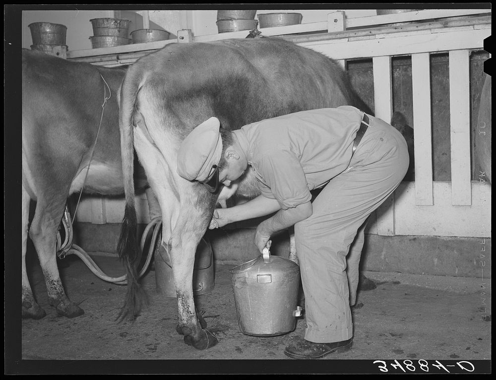 Stripping a cow after she has been milked with electric milker. Dairy, Tom Green County, Texas by Russell Lee