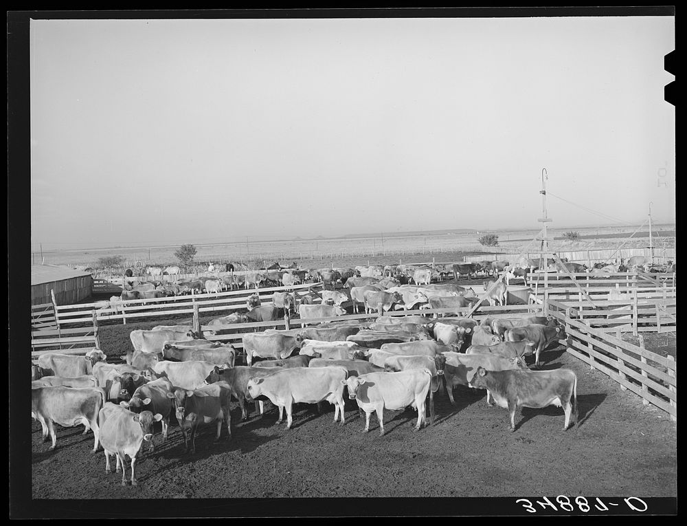 [Untitled photo, possibly related to: Herd of cattle in pens at large dairy in Tom Green County, Texas] by Russell Lee