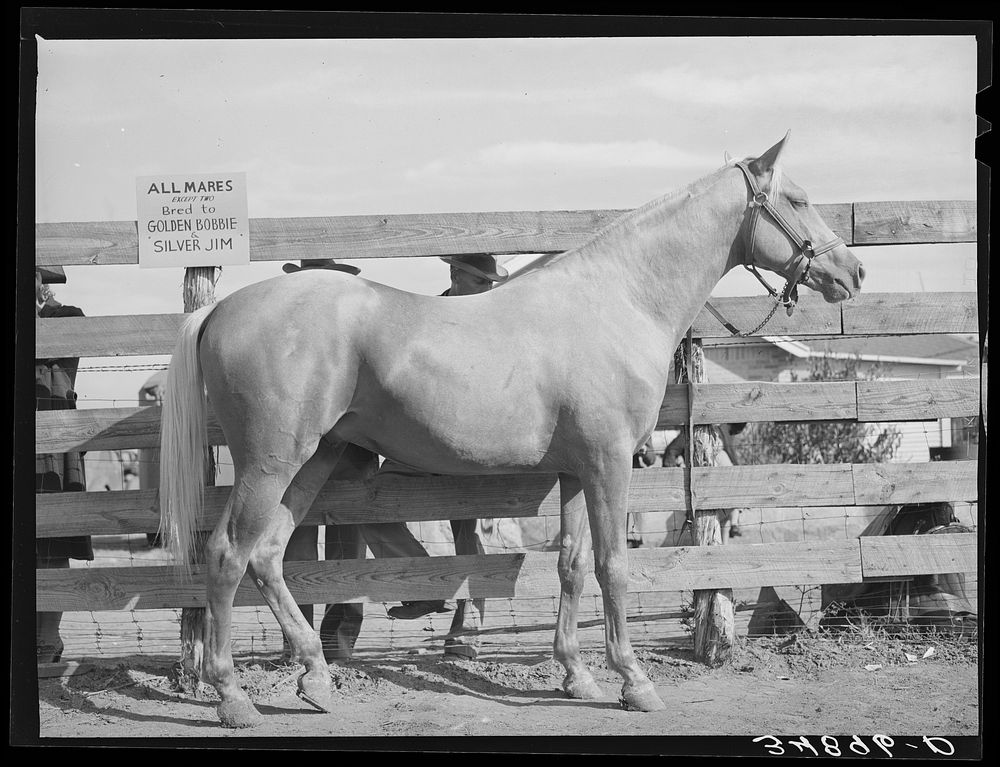 Palomino mare at auction sale. El Dorado, Texas by Russell Lee