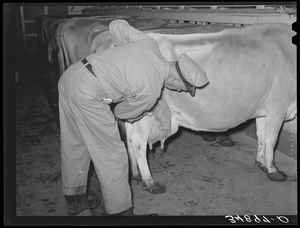Washing udder of cow before milking at large dairy. Tom Green County, Texas by Russell Lee