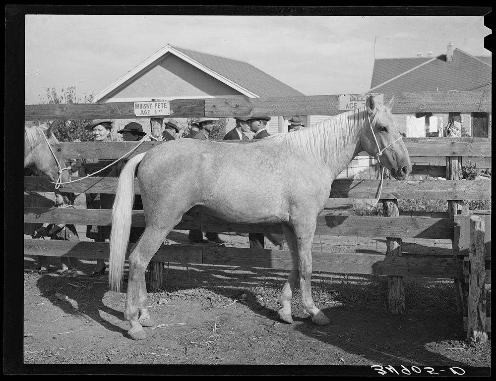 Two-year-old palomino at auction. El Dorado, Texas by Russell Lee