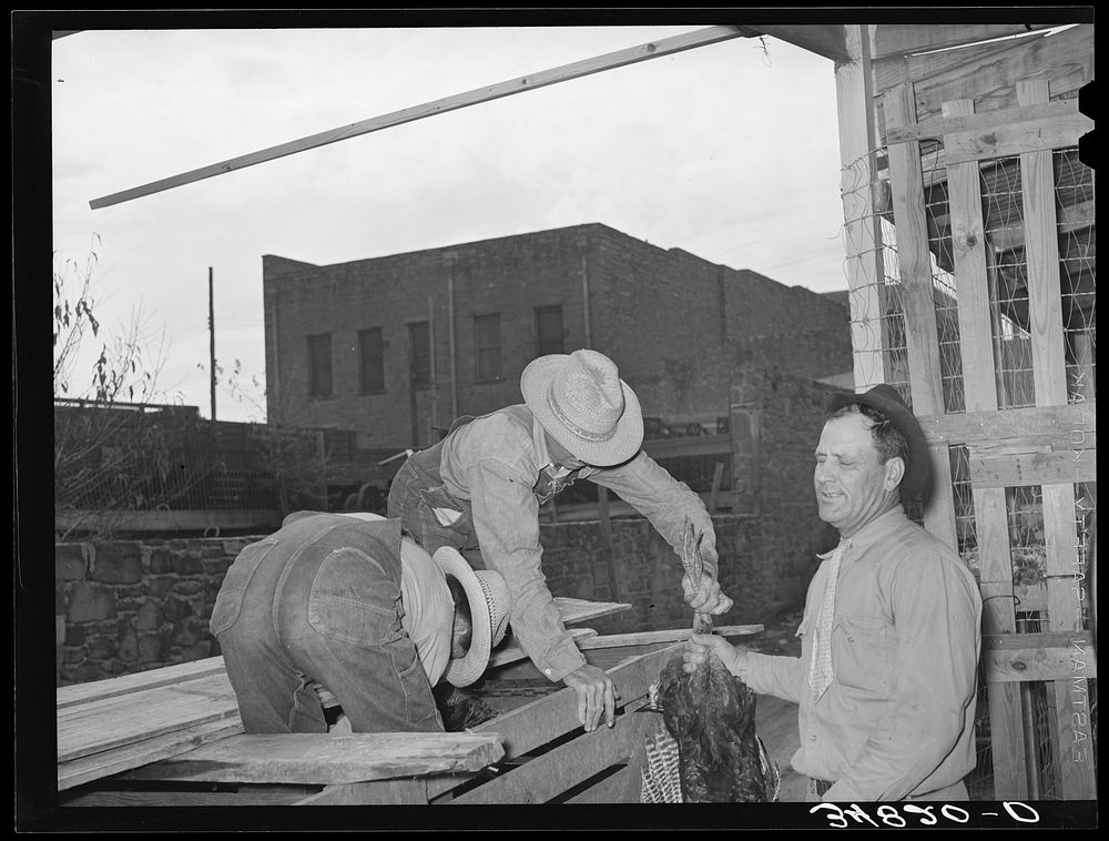 [Untitled photo, possibly related to: Farmer unloading turkeys from his truck at cooperative poultry house. Brownwood…