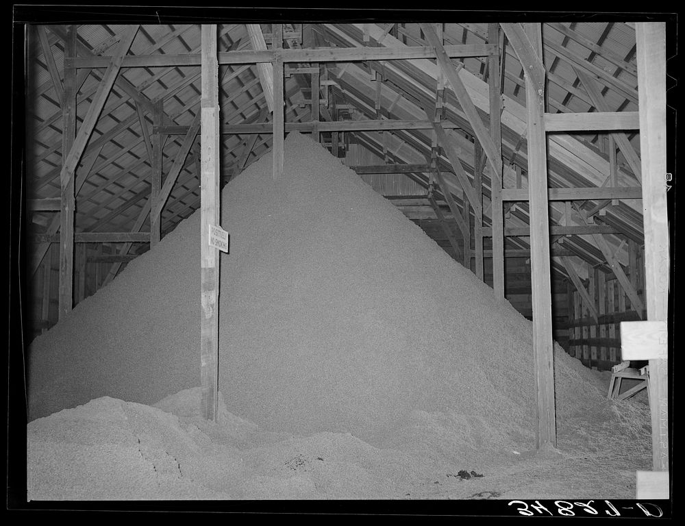 Pile of cotton seed hulls. Cotton seed warehouse, McLennan County, Texas. A new use of these hulls is for flooring in…