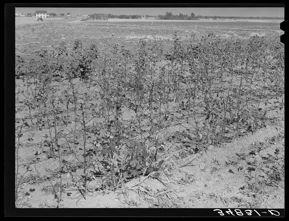 Dead cotton plants after the harvest. McLennan County, Texas by Russell Lee