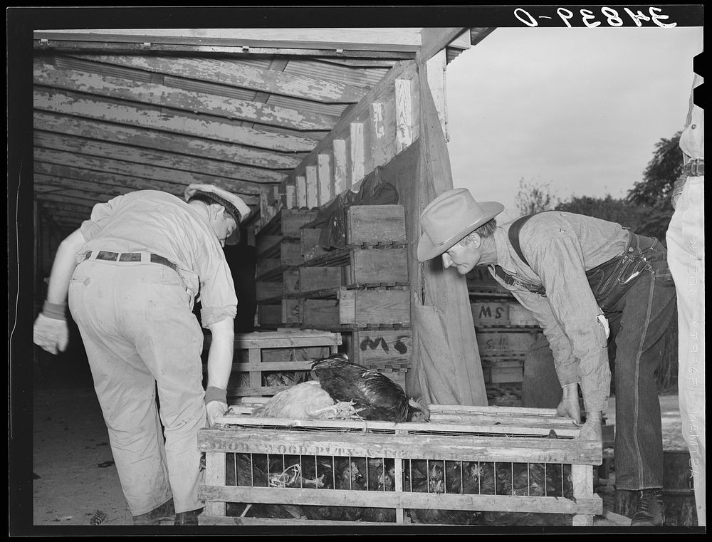 Handling crate of chickens at cooperative poultry house. Brownwood, Texas by Russell Lee